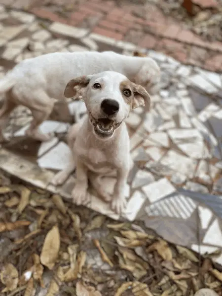 Feira de adoção de cães e gatos será realizada neste final de semana, em Rio Branco