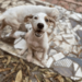 Cachorros adoção Associação Patinha Carente