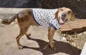 Feira de adoção de cães e gatos será realizada neste final de semana, em Rio Branco 4 Feira de adoção de cães e gatos será realizada neste final de semana, em Rio Branco