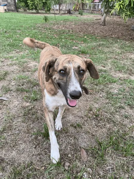 Feira de adoção de cães e gatos será realizada neste final de semana, em Rio Branco 4 Feira de adoção de cães e gatos será realizada neste final de semana, em Rio Branco