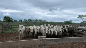 Com três casos de furto de gado na mesma semana, Polícia recupera 11 animais