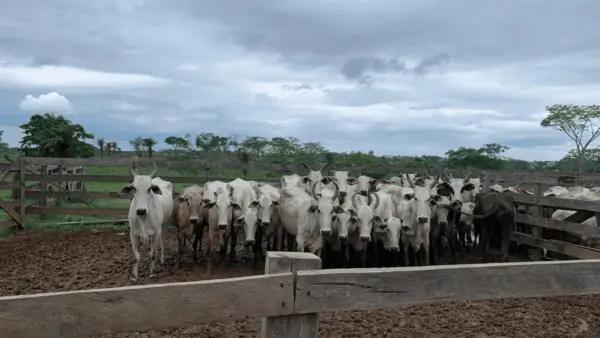 Quatro pessoas são indiciadas por furto de gado e mais três crimes