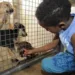 Publicada lei que proíbe sacrifício de animais pelas zoonoses