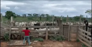 Com três casos de furto de gado na mesma semana, Polícia recupera 11 animais