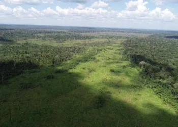 Amazônia Legal: Acre desmatou 3 km² de floresta em janeiro, aponta Imazon