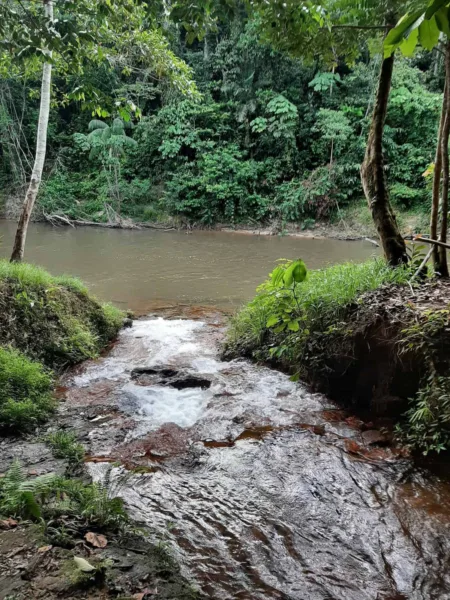 Trilhas, cachoeira e cultura: conheça o Parque Nacional da Serra do Divisor