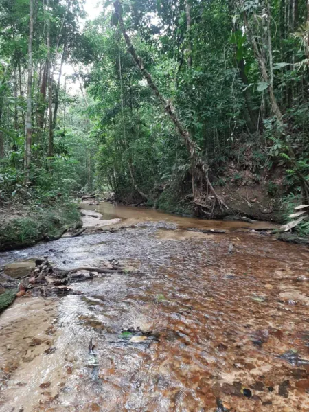 Trilhas, cachoeira e cultura: conheça o Parque Nacional da Serra do Divisor