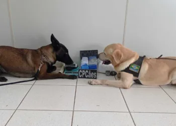 cachorro cpcães