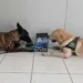 cachorro cpcães