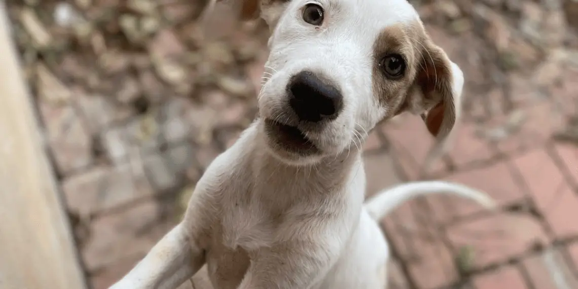 Associação Patinha Carente realiza campanha para continuar ajudando animais abandonados 1 Foto: ilustração