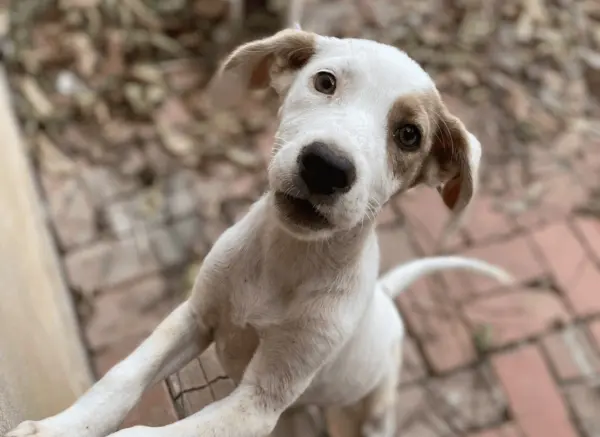 Confirmado entendimento de que animais de apoio emocional de pacientes podem ser autorizados em voos