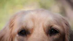 Entenda por que fogos de artifício assustam cachorros e gatos