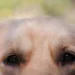 Entenda por que fogos de artifício assustam cachorros e gatos
