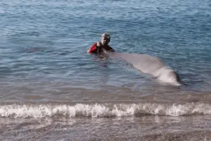 Baleia de espécie rara encalha em praia próxima da costa de Atenas