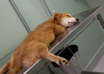 Estudante pede ajuda para custear tratamento de cachorro infectado com a doença do carrapato