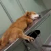 Estudante pede ajuda para custear tratamento de cachorro infectado com a doença do carrapato
