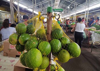 Safra do limão barateia preço da fruta e atrai consumidores no Mercado Municipal Elias Mansour