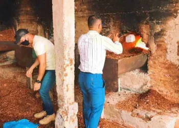 droga incinerada feijó
