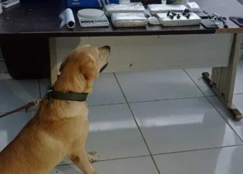 Casal é preso com mais de quatro quilos de entorpecentes no Alto Alegre, em Rio Branco