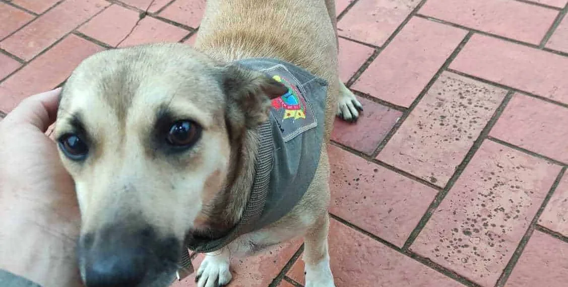 Policiais militares adotam 'Mucurinha' e mascote faz sucesso na web