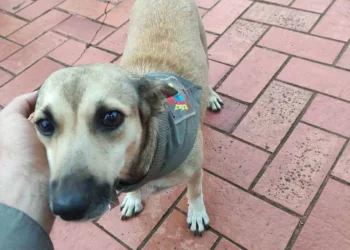 Policiais militares adotam 'Mucurinha' e mascote faz sucesso na web