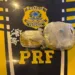 droga ônibus prf