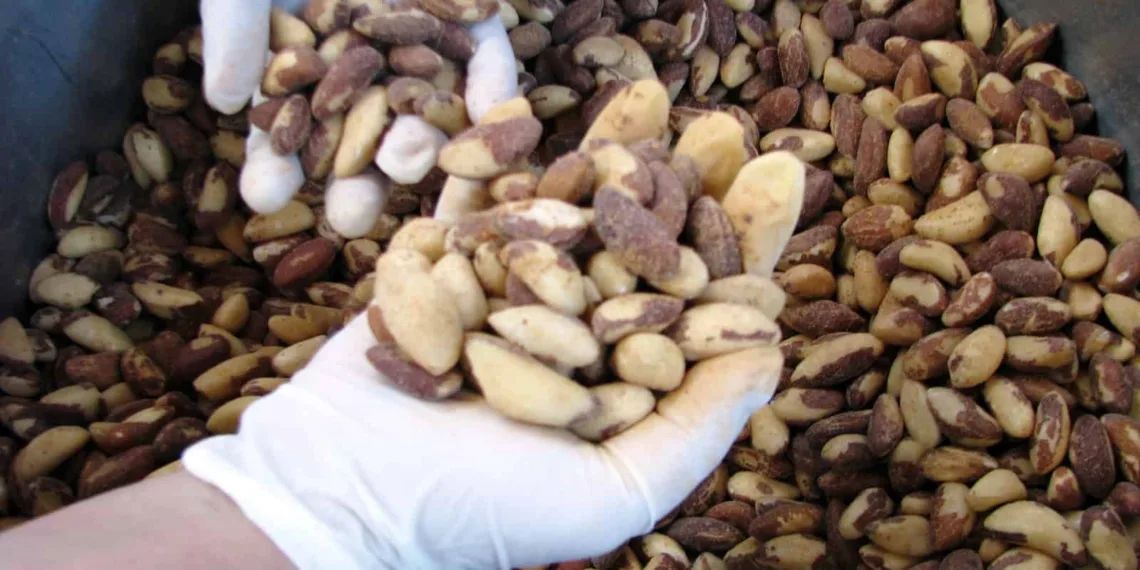 Xapuri foi o terceiro maior produtor de castanha do Brasil em 2023, aponta IBGE