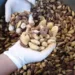 Xapuri foi o terceiro maior produtor de castanha do Brasil em 2023, aponta IBGE