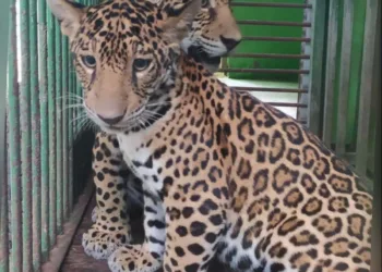 Oncinhas Maiara e Maraísa que serão apresentas pelo parque.