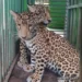 Oncinhas Maiara e Maraísa que serão apresentas pelo parque.