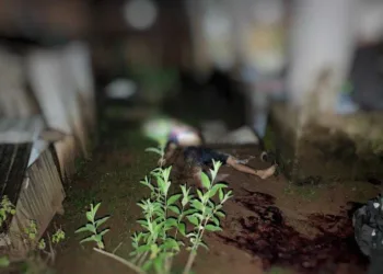 Homem é assassinado e polícia impede que corpo seja esquartejado em Senador Guiomard