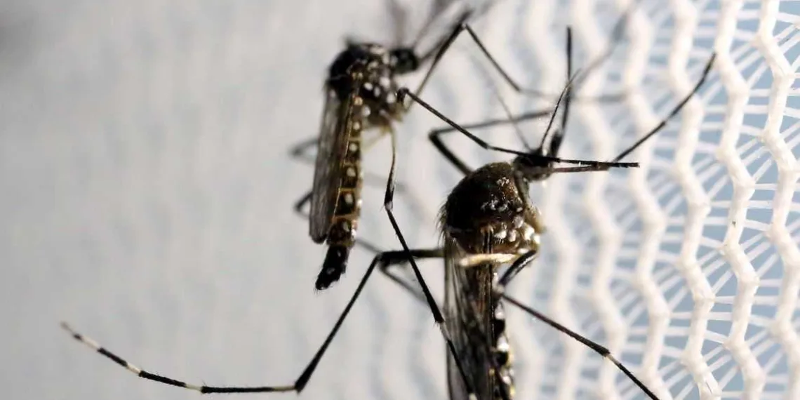 Mosquitos de Aedes aegypti são vistos no laboratório da Oxitec em Campinas (Foto: Reuters/Paulo Whitaker)