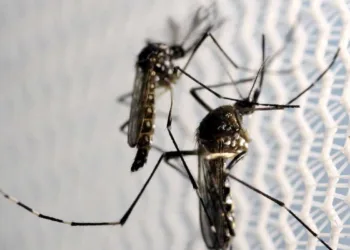 Mosquitos de Aedes aegypti são vistos no laboratório da Oxitec em Campinas (Foto: Reuters/Paulo Whitaker)