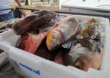 Rio-branquenses são os que mais consomem peixes contaminados por mercúrio na Amazônia, diz estudo