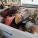 Rio-branquenses são os que mais consomem peixes contaminados por mercúrio na Amazônia, diz estudo