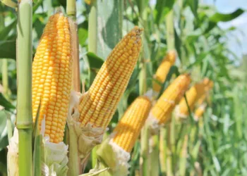 Evento discute produção de milho e soja no Acre