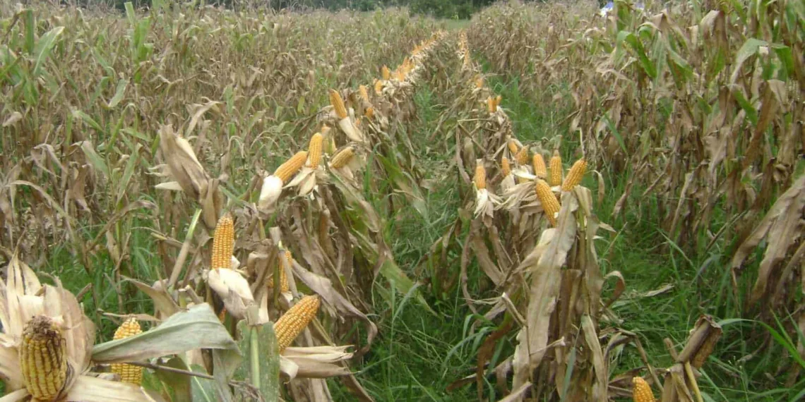 Estimativa de janeiro aponta safra 10% menor em 2024 no Acre, refletindo os problemas climáticos de 2023