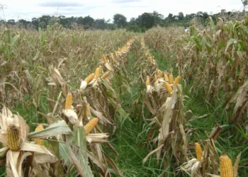Estimativa de janeiro aponta safra 10% menor em 2024 no Acre, refletindo os problemas climáticos de 2023