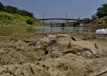 'Mais uma seca severa prevista para esta parte da Amazônia. O que fazer?'