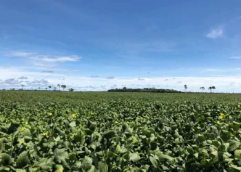 Estimativa de fevereiro prevê safra de 187,9 mil toneladas para 2024 no Acre