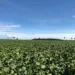 Estimativa de fevereiro prevê safra de 187,9 mil toneladas para 2024 no Acre