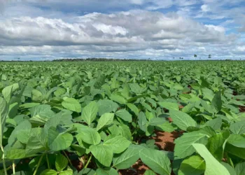 Em março, IBGE mantém previsão de safra em 187,9 mil toneladas para 2024 no Acre