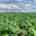 Em março, IBGE mantém previsão de safra em 187,9 mil toneladas para 2024 no Acre