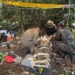 Mecânico que sobreviveu a acidente com helicóptero deve ser transferido em UTI aérea para Rio Branco