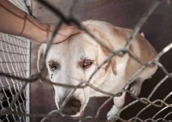 Sancionada lei que proíbe contratação em função pública de condenados por maus-tratos a animais