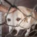 Sancionada lei que proíbe contratação em função pública de condenados por maus-tratos a animais