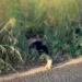 Homem é encontrado morto com marcas de tiros e mãos amarradas às margens da estrada Transacreana