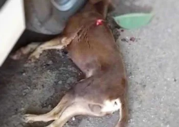 Homem mata cachorro a facadas no centro de Xapuri