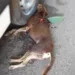 Homem mata cachorro a facadas no centro de Xapuri