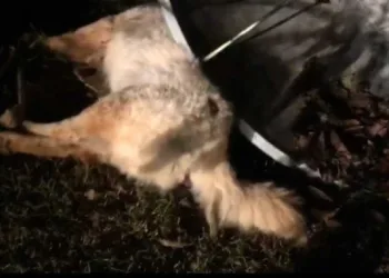 Casal se desespera ao chegar em casa e encontrar cães mortos; suspeita é de envenenamento